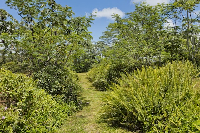 15-1653 28th Ave, Keaau, HI 96749 - view of nature