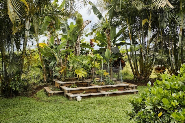 16-2081 Ohia Dr, Pahoa, HI 96778 - view of grassy yard with a vegetable garden