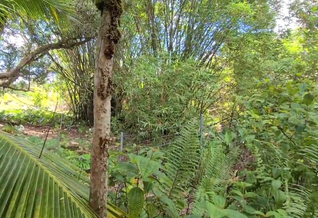 16-1301 Pulelehua Rd, Kurtistown, HI 96760 - photo 7