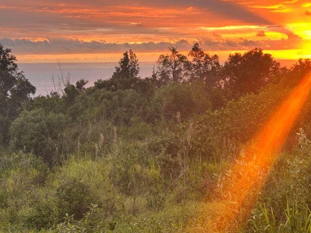 89-902 Rd Rd, Captain Cook, HI 96704 - view of local wilderness