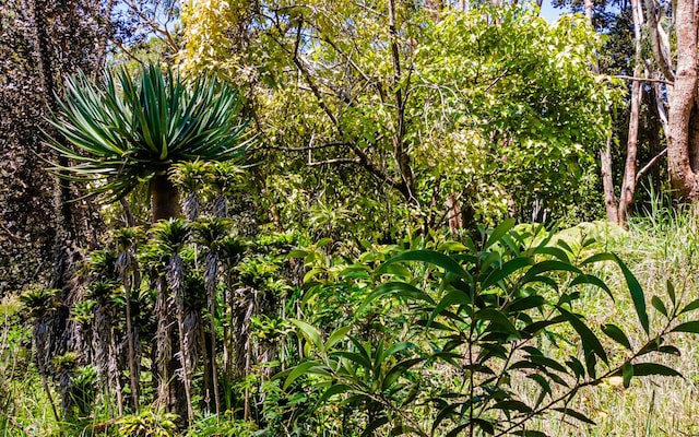 99-7810 Kaohelo Pl, Volcano, HI 96785 - photo 12