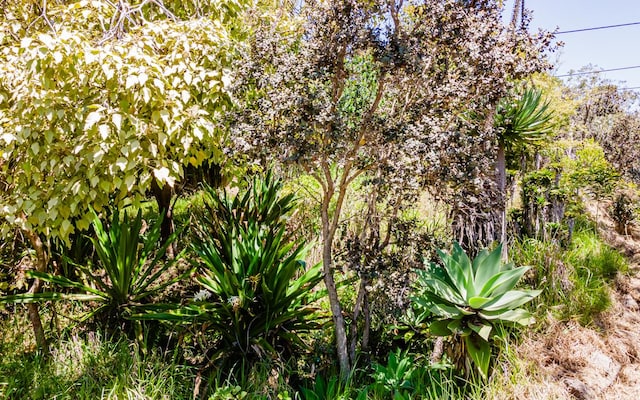 99-7810 Kaohelo Pl, Volcano, HI 96785 - photo 10