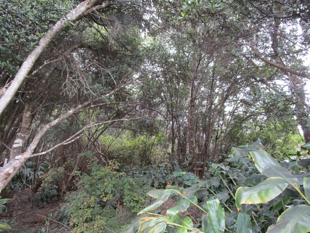 99-7728 Pukeawe Pl, Volcano, HI 96785