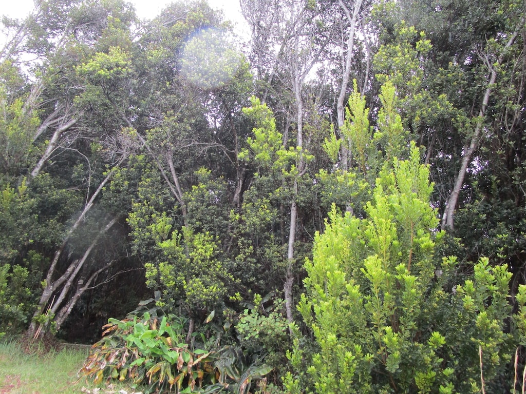 99-7728 Pukeawe Pl, Volcano, HI 96785