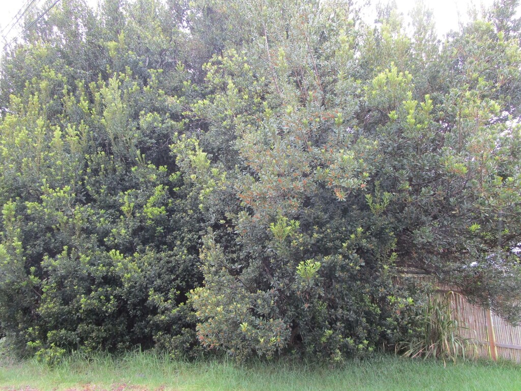 99-7728 Pukeawe Pl, Volcano, HI 96785