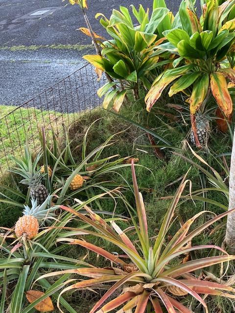 470 Hoopuni St, Hilo, HI 96720 - exterior view