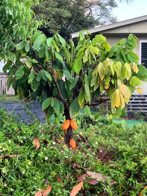 470 Hoopuni St, Hilo, HI 96720 - exterior view