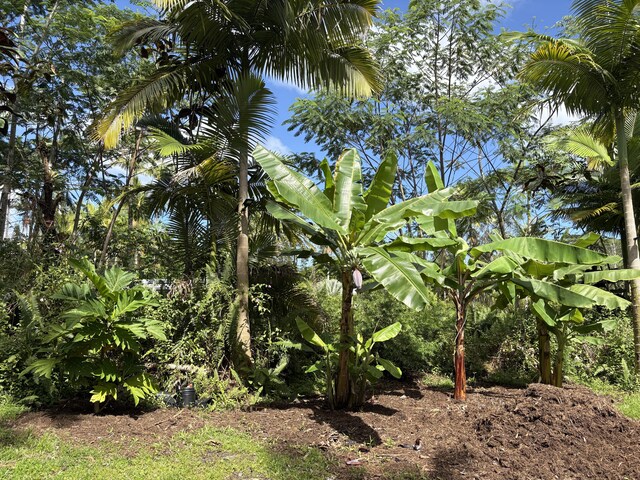 13-3359 Moku St, Pahoa, HI 96778