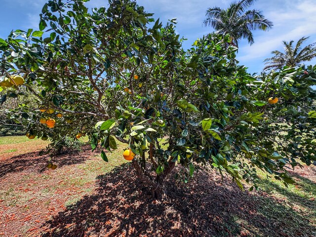 55-1096 Kaauhuhu Homestead Rd, Hawi, HI 96755 - photo 30