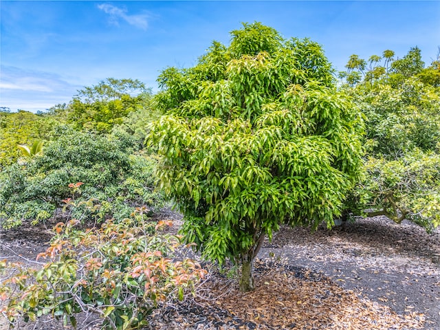 Kamaili Rd, Pahoa, HI 96778 - photo 14