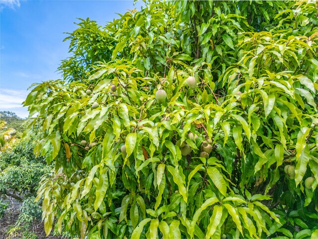 Kamaili Rd, Pahoa, HI 96778 - photo 15