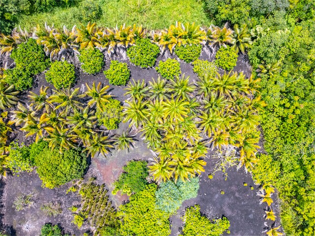Kamaili Rd, Pahoa, HI 96778 - photo 16