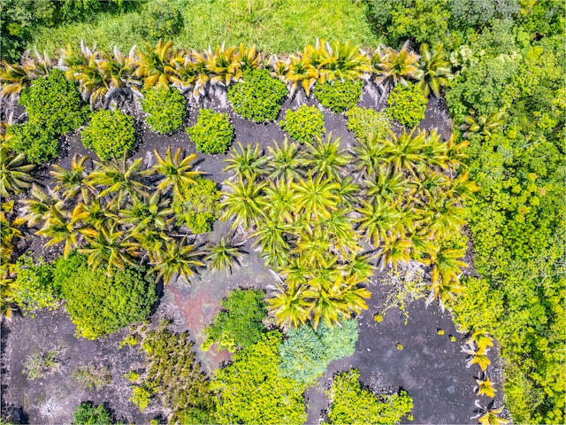 Kamaili Rd, Pahoa, HI 96778 - photo 17