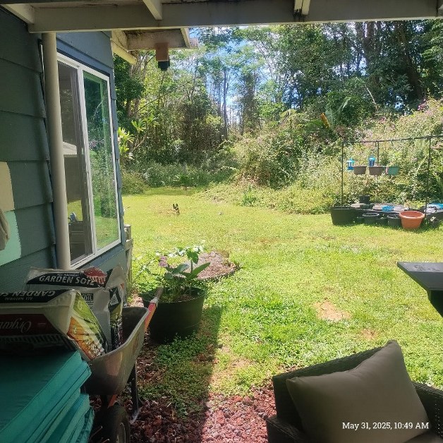 13-3313 Moku St, Pahoa, HI 96778 - view of green lawn