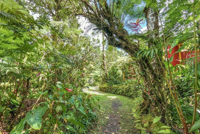 11-1877 Ahiukau St, Mountain View, HI 96771 - view of undeveloped land
