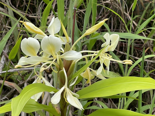 Anuhea Pl, Volcano, HI 96785