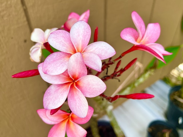 94-6479 Puukani Rd, Naalehu, HI 96772 - exterior view
