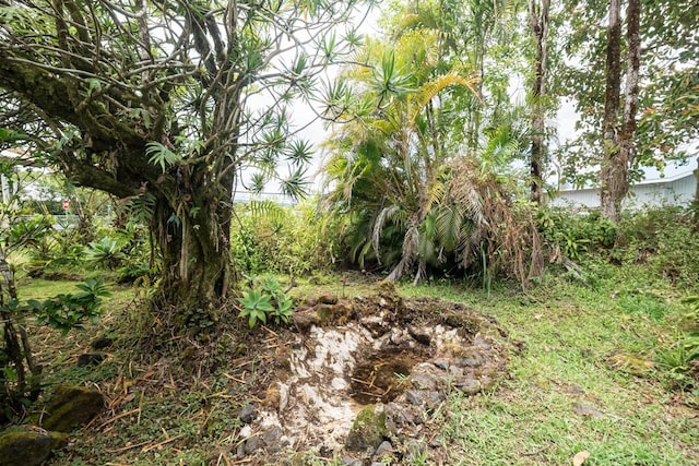 137 Kuakolu Pl, Hilo, HI 96720 - view of local wilderness