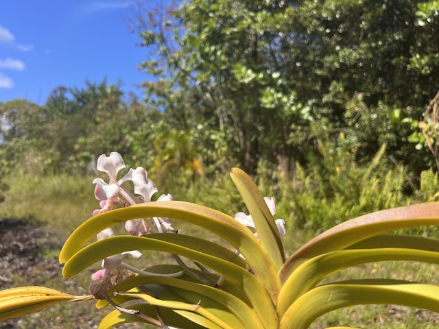 Kukuau St, Hilo, HI 96720