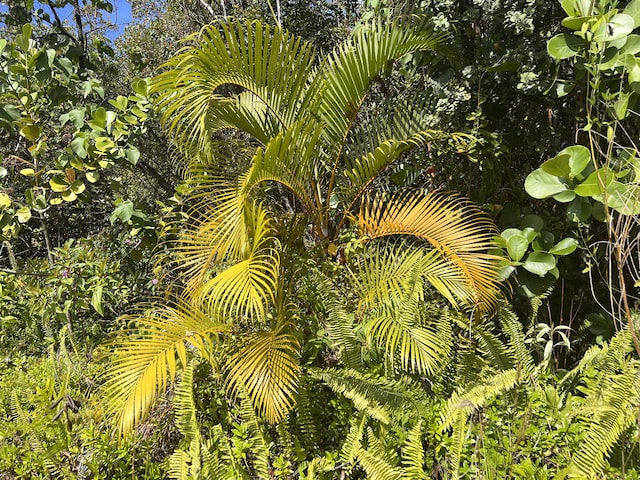 Kukuau St, Hilo, HI 96720