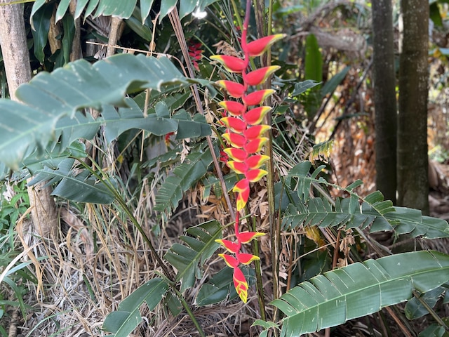 Kukuau St, Hilo, HI 96720