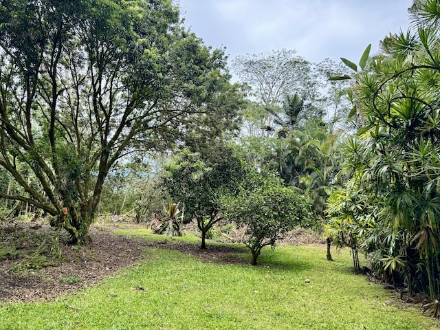 15-2015 12th Ave, Keaau, HI 96749 - view of green lawn