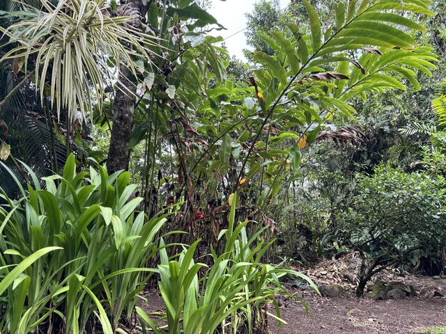 15-2015 12th Ave, Keaau, HI 96749 - view of undeveloped land
