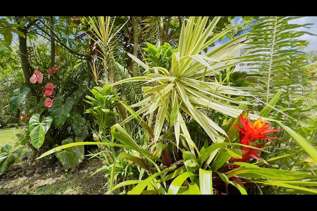 11-3250 Lehua St, Mountain View, HI 96771 - exterior view
