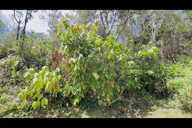 11-3250 Lehua St, Mountain View, HI 96771 - view of undeveloped land