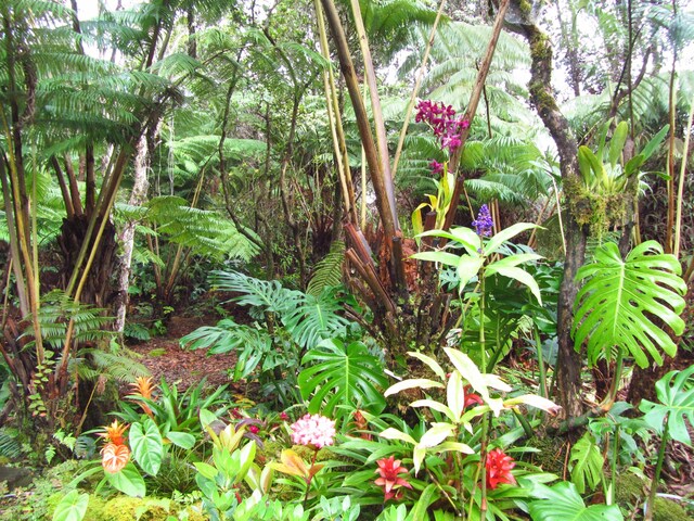11-3868 Liona St, Volcano, HI 96785 - view of local wilderness