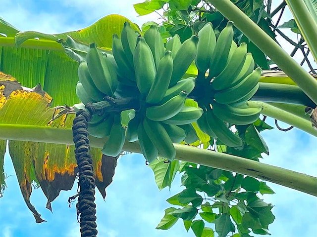 Kaihulali St, Pahoa, HI 96778 - photo 7
