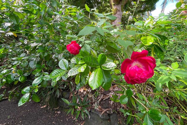 Kaihulali St, Pahoa, HI 96778 - photo 8