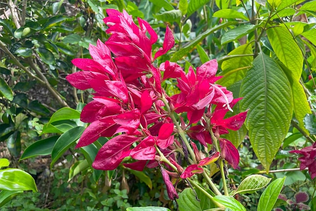 Kaihulali St, Pahoa, HI 96778 - photo 6