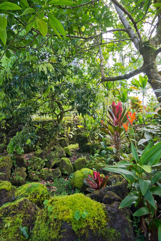 14-3385 Paradise Rd, Pahoa, HI 96778 - view of yard
