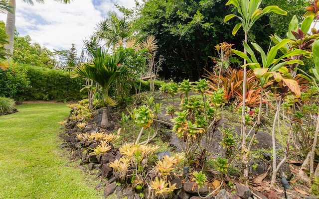15-429 Anae St, Pahoa, HI 96778 - view of nature