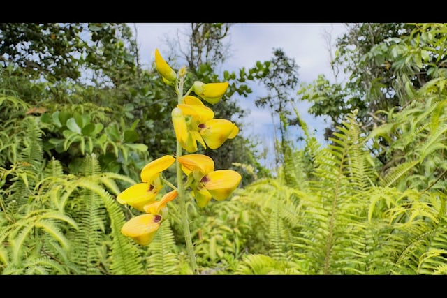 Lemiwai Rd, Keaau, HI 96749