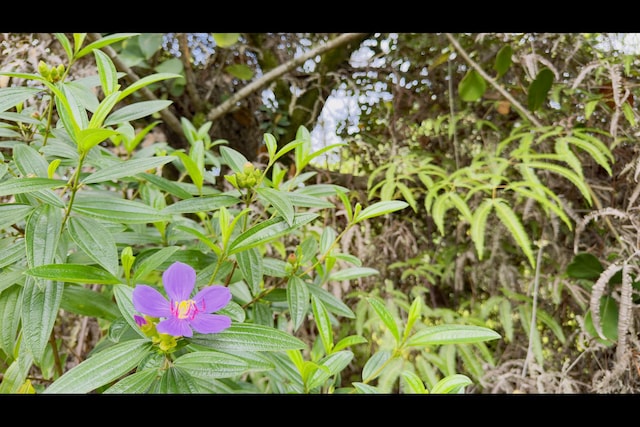 Lemiwai Rd, Keaau, HI 96749