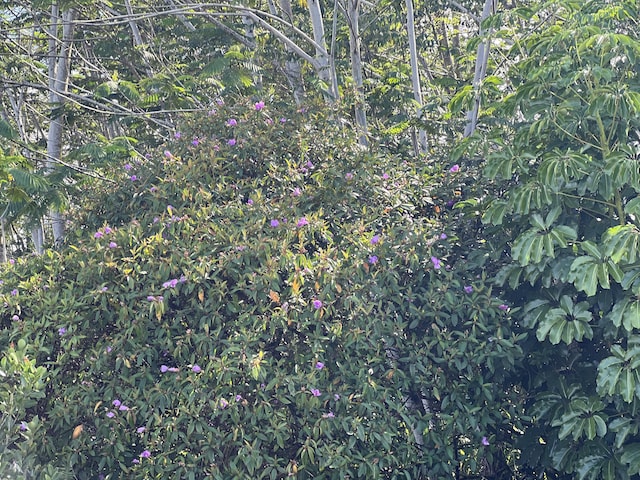 19th Ave, Keaau, HI 96749
