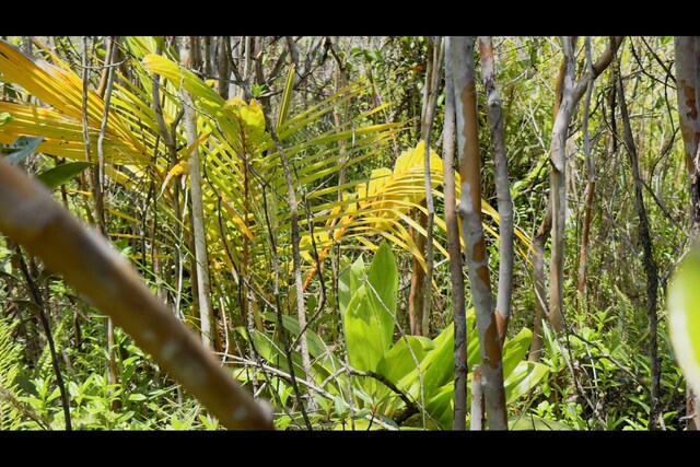 40th Ave, Kurtistown, HI 96760