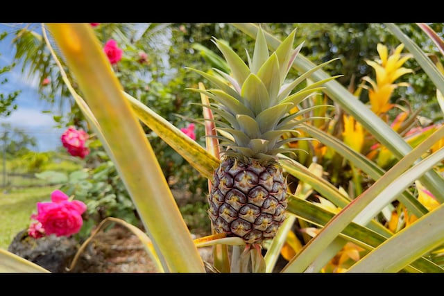 15-2811 Manalo St, Pahoa, HI 96778 - exterior view