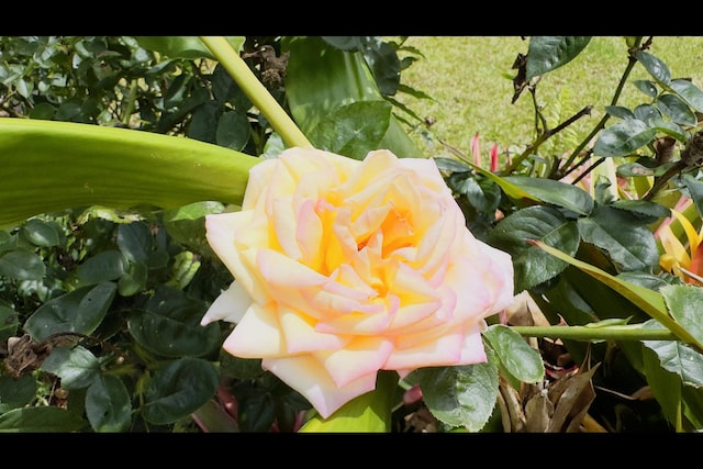 15-2811 Manalo St, Pahoa, HI 96778 - exterior view
