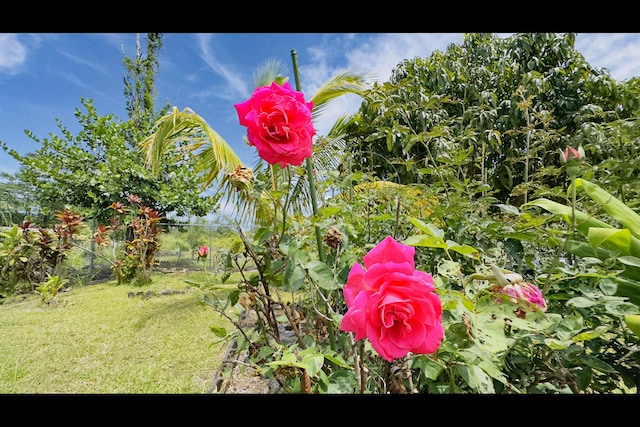 15-2811 Manalo St, Pahoa, HI 96778 - exterior view