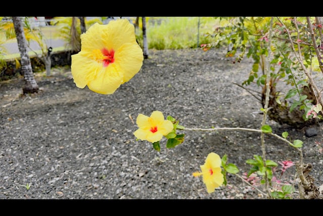 15-2811 Manalo St, Pahoa, HI 96778 - exterior view