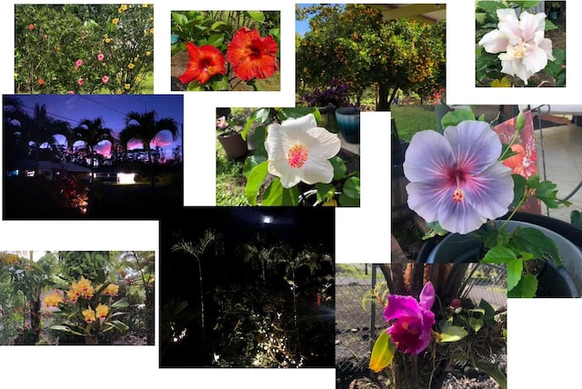 15-2811 Manalo St, Pahoa, HI 96778 - view of a document with a collage of images