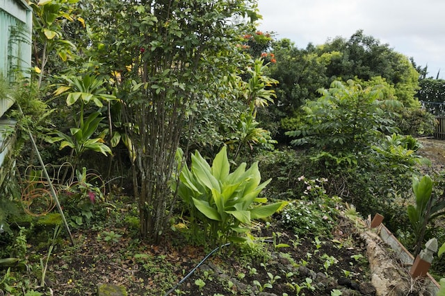 73-4216 Kiekie St, Kailua-Kona, HI 96740 - view of undeveloped land