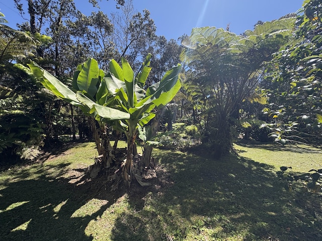 11-3927 8th St, Volcano, HI 96785 - view of yard