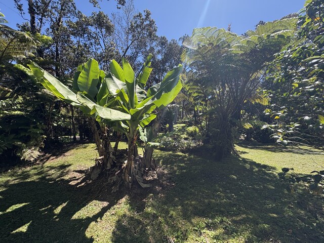 11-3927 8th St, Volcano, HI 96785 - view of yard