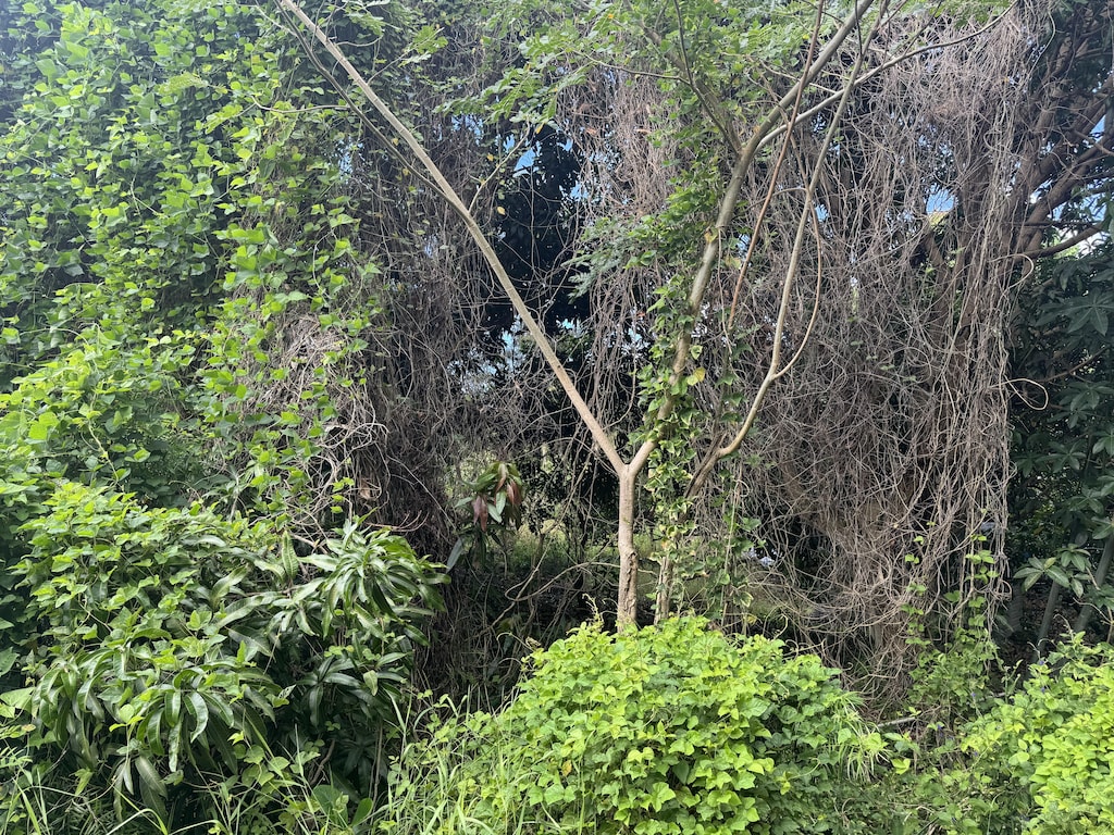 Kealakaa St, Kailua-Kona, HI 96740 - photo 3