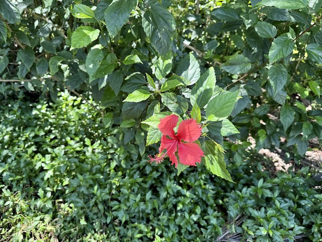 11th Ave, Keaau, HI 96749