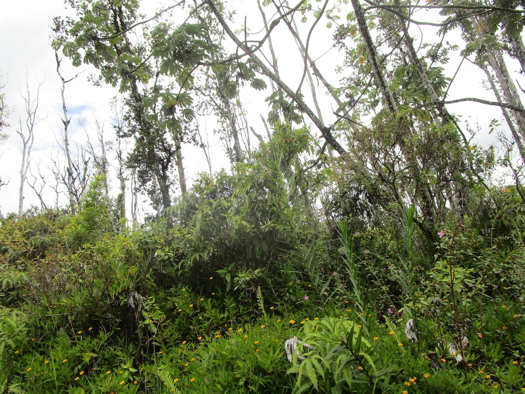 Bamboo Dr, Pahoa, HI 96778